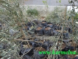 אלמונים הרסו את המשתלה של מגיד חדיד